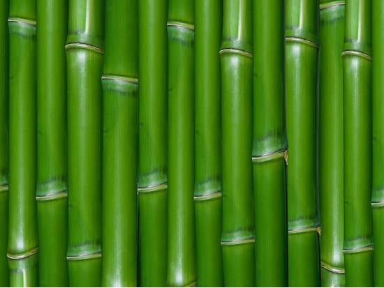 Бамбук- свойства, мифы, плюсы и минусы ткани и волокна из этого растения