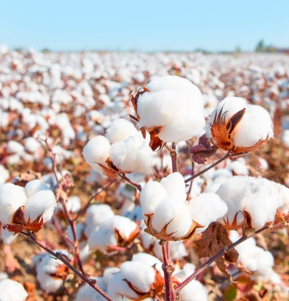 Cotton - a field of ripe cotton