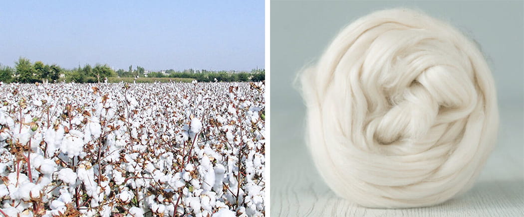 Cotton fiber it, cotton field and cotton fiber
