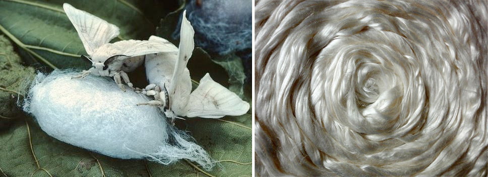 Silk fiber and silkworm